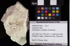 Foto (Objket + Etiketten) von Decapoda indet. 